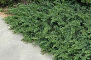 Можжевельник прибрежный Эмеральд Си (Juniperus conferta Emerald Sea)