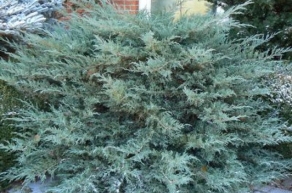 Можжевельник средний Пфитцериана Глаука (Juniperus x-media Pfitzeriana Glauca)