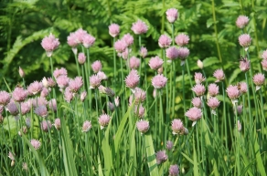 Лук-шнитт  (Allium schoenoprasum)