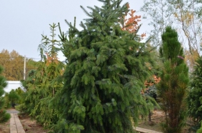 Ель сербская (Picea Omorika)