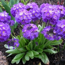 Примула зубчатая сиреневая (Primula denticulata lilac)