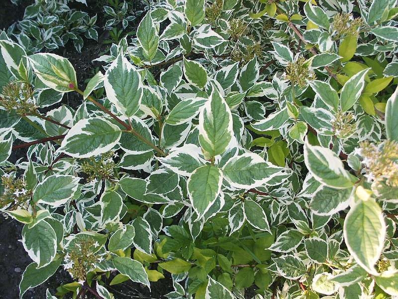садовое растение с бело зелеными листьями
