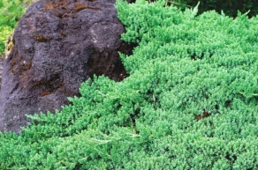 Можжевельник лежачий Нана (Juniperus procumbens Nana)