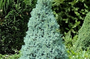 Ель канадская Сандерс Блю (Picea glauca Sanders Blue)