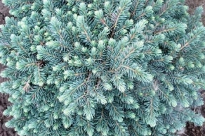 Ель колючая Вальдбрун (Picea pungens Waldbrunn)