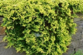 Можжевельник горизонтальный Голден Карпет (Juniperus horizontalis Golden Carpet)