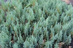 Можжевельник горизонтальный Грей Перл (Juniperus horisontalis Grey Pearl)
