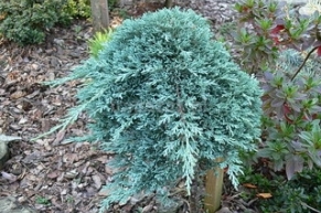 Можжевельник горизонтальный Айс Блю (Juniperus horizontalis Icee Blue)