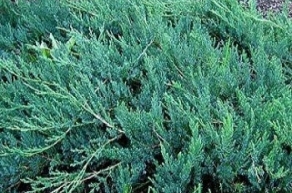 Можжевельник казацкий Блю Спаркл (Juniperus sabina Blue Sparkle)