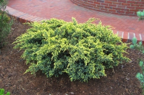 Можжевельник чешуйчатый Дрим Джой (Juniperus squamata Dream Joy)