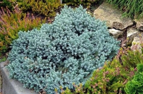 Можжевельник чешуйчатый Тропикал Блю (Juniperus squamata Tropical Blue)