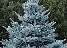 Ель колючая голубая Супер Блю Сидлинг (Picea pungens Super Blue Seedling)