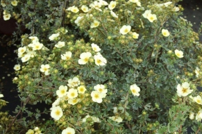 Лапчатка кустарниковая Примроуз Бьюти (Potentilla fruticosa Primrose Beauty)