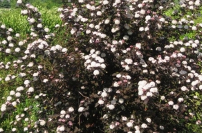 Пузыреплодник калинолистный Диабло (Physocarpus opulifolium Diablo)