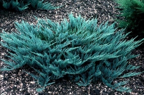 Можжевельник горизонтальный Блю Чип (Juniperus horisontalis Blue Chip)