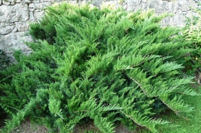 Можжевельник казацкий Тамарисцифолия (Juniperus sabina Tamariscifolia)