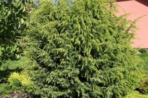 Можжевельник обыкновенный Шневердингер Голдмахангел (Juniperus communis Schneverdinger Goldmachangel)