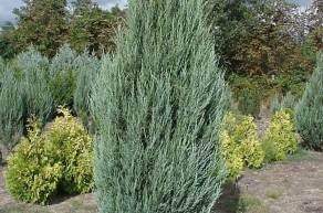 Можжевельник скальный Скайрокет (Juniperus scopulorum Skyrocket)