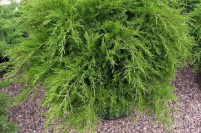 Можжевельник пфитцериана Минт Джулеп (Juniperus pfitzeriana Mint Julep)