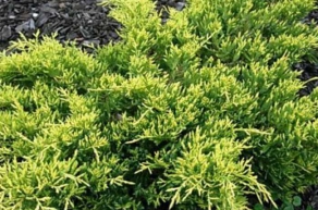 Можжевельник средний Голдкиссен (Juniperus media Goldkissen)