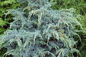 Можжевельник чешуйчатый Мейери (Juniperus squamata Meyeri)