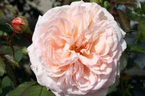 Роза английская Э Шропшие Лэд (A shropshire Lad)