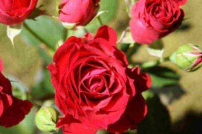Роза спрей Ред Микадо (Red Mikado)
