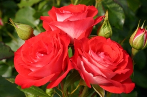 Роза флорибунда Плантен ан Блюмен (Planten un Blomen)