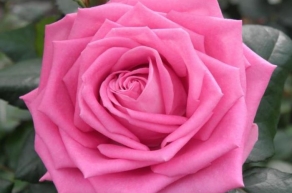 Роза чайно-гибридная Аква (Aqua)