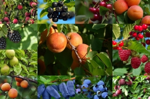 Плодовые растения