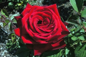 Роза чайно-гибридная Бургунд 81 (Burgund 81)