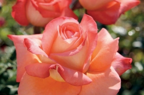 Роза чайно-гибридная Малибу (Malibu)