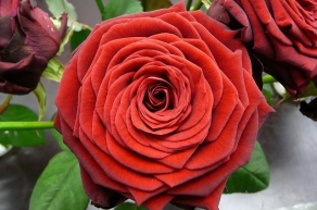 Роза чайно-гибридная Ред Наоми (Red Naomi)