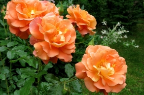 Роза шраб Вестерлэнд (Westerland)