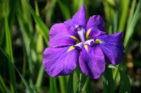 Ирис мечевидный Кемпфера (Iris ensata Kaempferi)