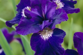 Ирис сибирский Ширли Поп (Iris sibirica Shirley Pope)