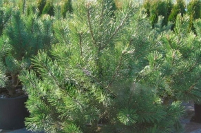 Сосна горная Унсината (Pinus mugo Uncinata)