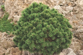 Сосна горная Мопс (Pinus mugo Mops) 