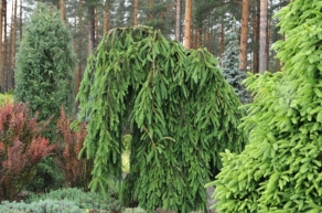 Ель обыкновенная Фробург (Picea abies Frohburg) 
