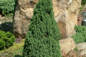 Ель канадская Коника (Picea glauca Conica)