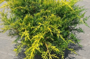 Можжевельник китайский Дабс Фростед (Juniperus chinensis Daub`s Frosted)