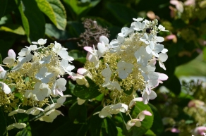 Гортензия метельчатая  Вайт Даймон (Hydrangea paniculata White Diamond)