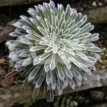 Камнеломка длиннолистная Айс Квин (Saxifraga longifolia Ice Queen)