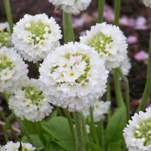 Примула зубчатая Альба (Primula denticulata Alba)