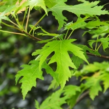 Клён серебристый Лациниатум Виери (Acer saccharinum Laciniatum Wieri)