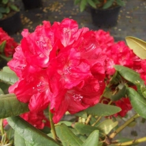 Рододендрон гибридный Бусуки (Rhododendron hybrid Busuki)