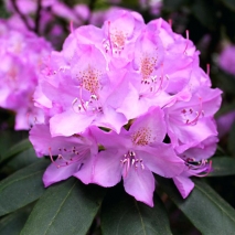 Рододендрон гибридный Инглиш Розеум (Rhododendron hybrid Roseum Elegans)