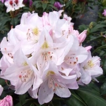 Рододендрон гибридный Катавбиенс Албум (Rhododendron hybrid Catawbiense Album)
