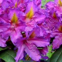 Рододендрон гибридный Либретто (Rhododendron hybrid Libretto) 