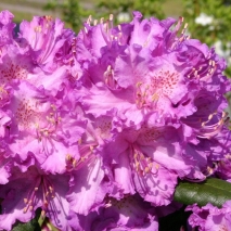 Рододендрон гибридный Альфред (Rhododendron hybrid Alfred)